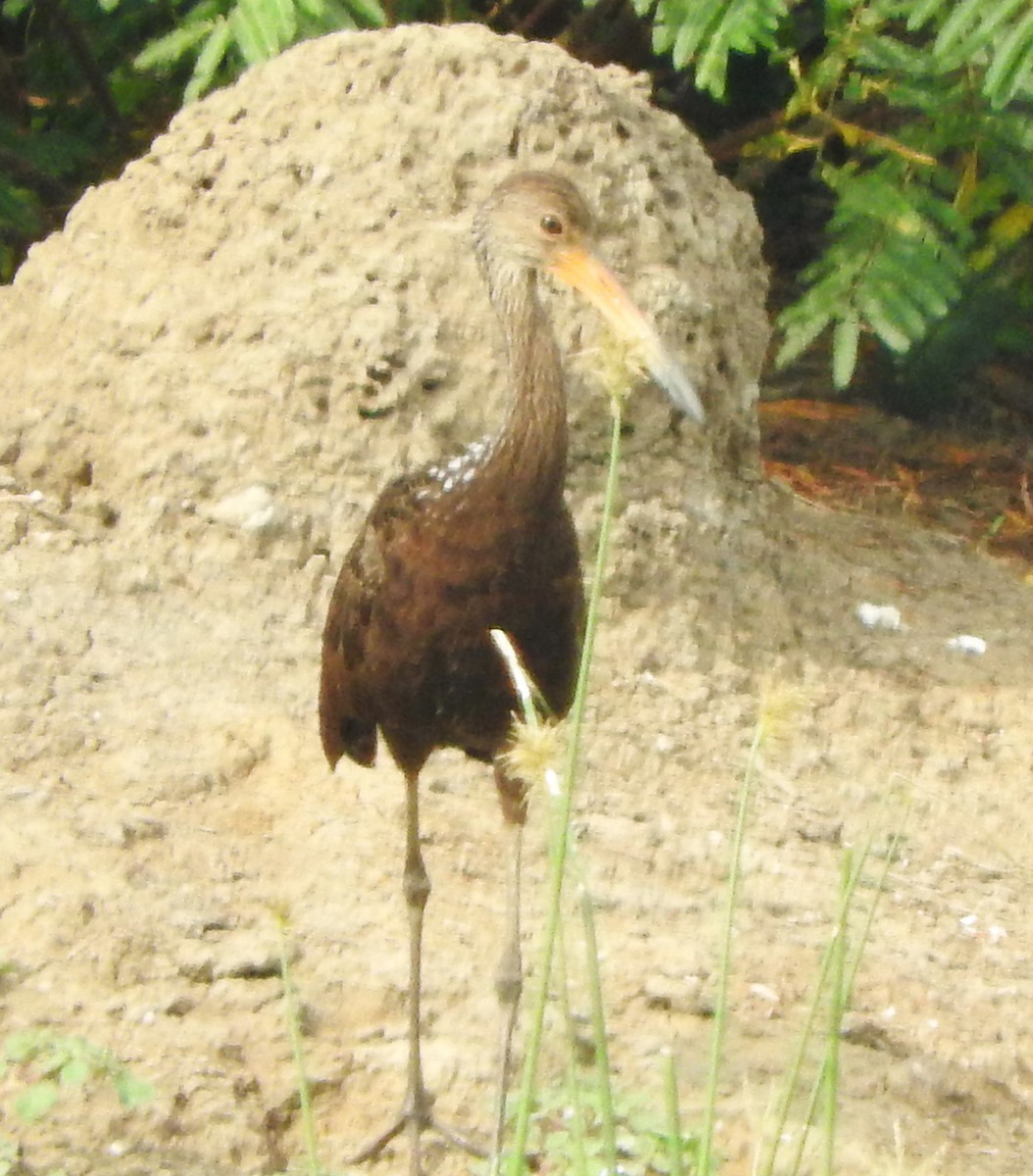 Limpkin (Brown-backed) - ML622592488