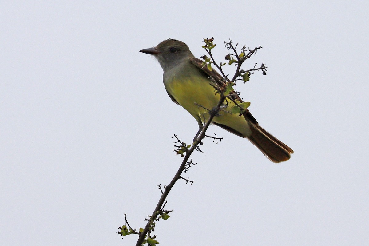 Great Crested Flycatcher - ML622592499