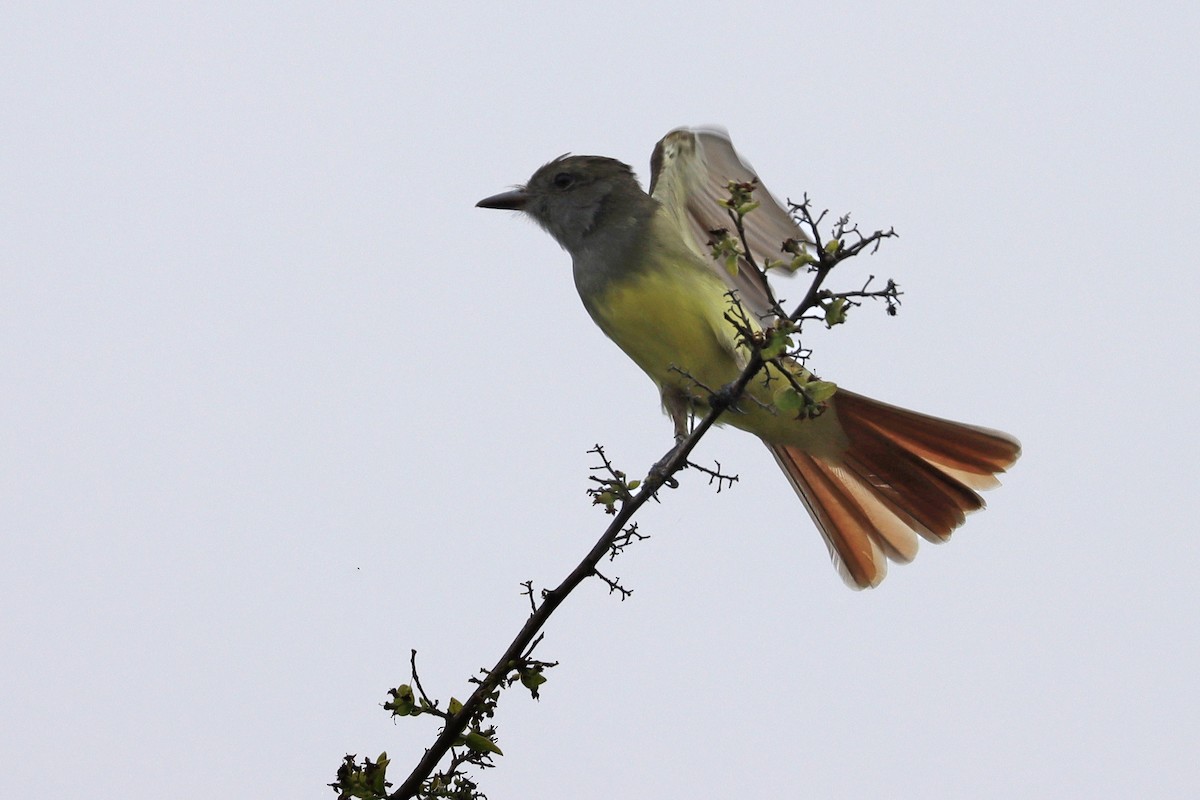 Great Crested Flycatcher - ML622592500