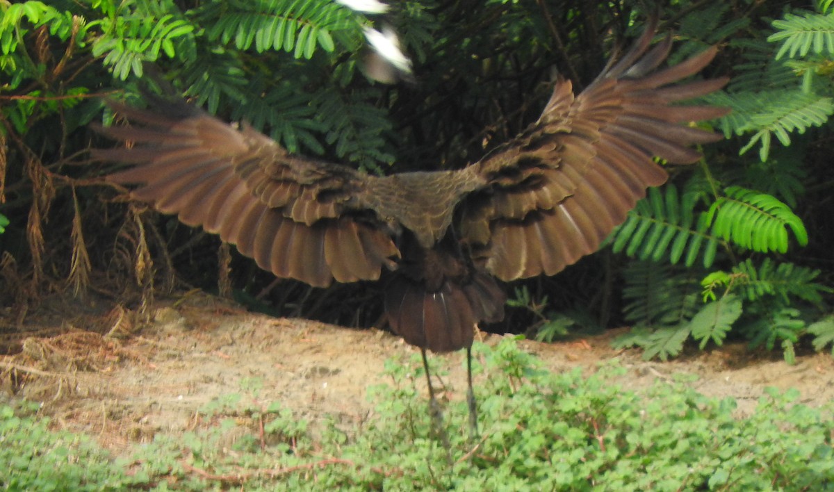 Limpkin (Brown-backed) - ML622592559