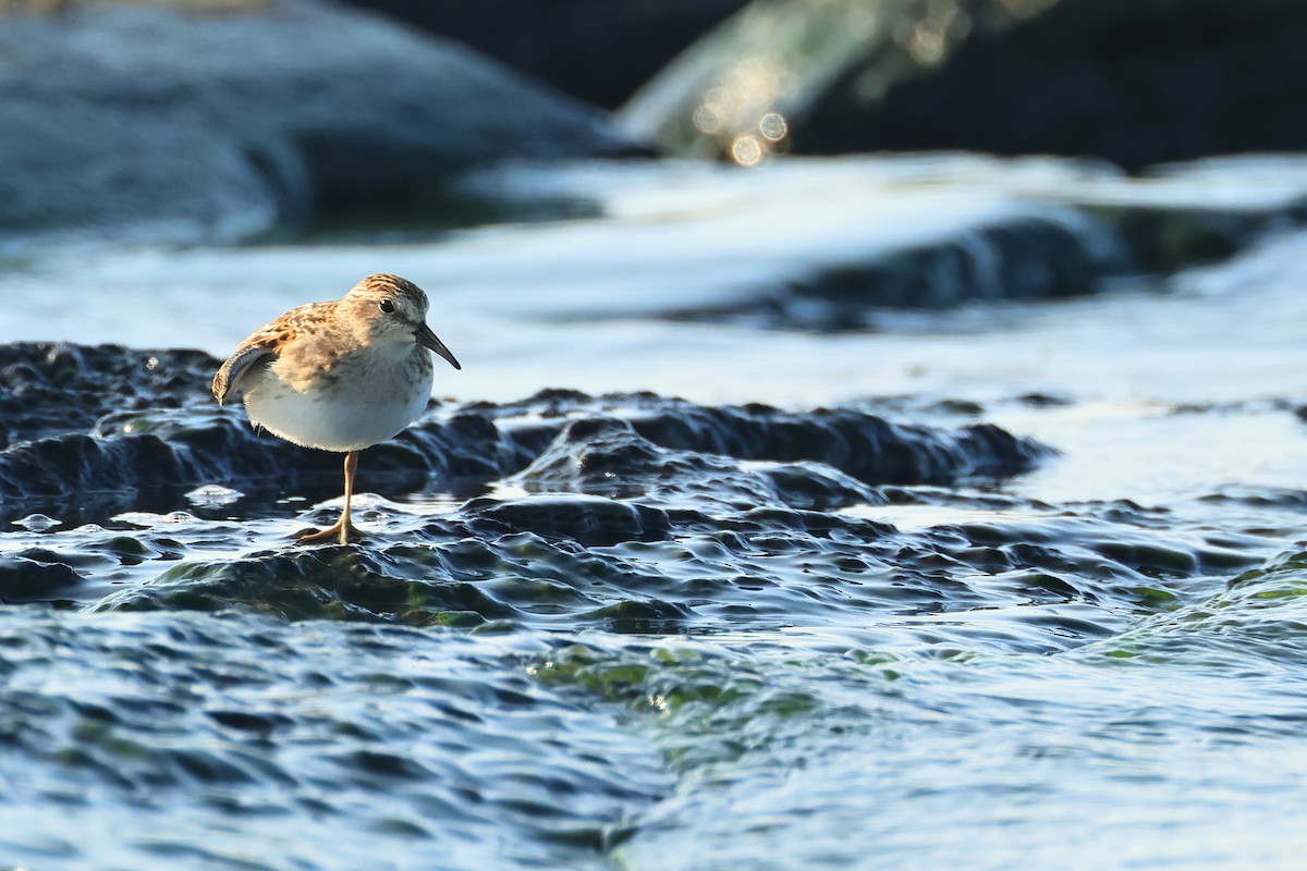 Least Sandpiper - ML622592571