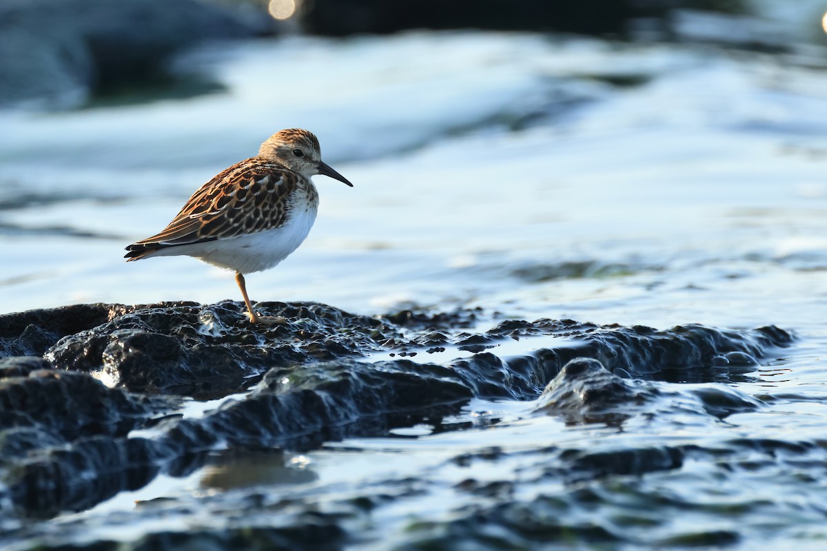 Least Sandpiper - ML622592574