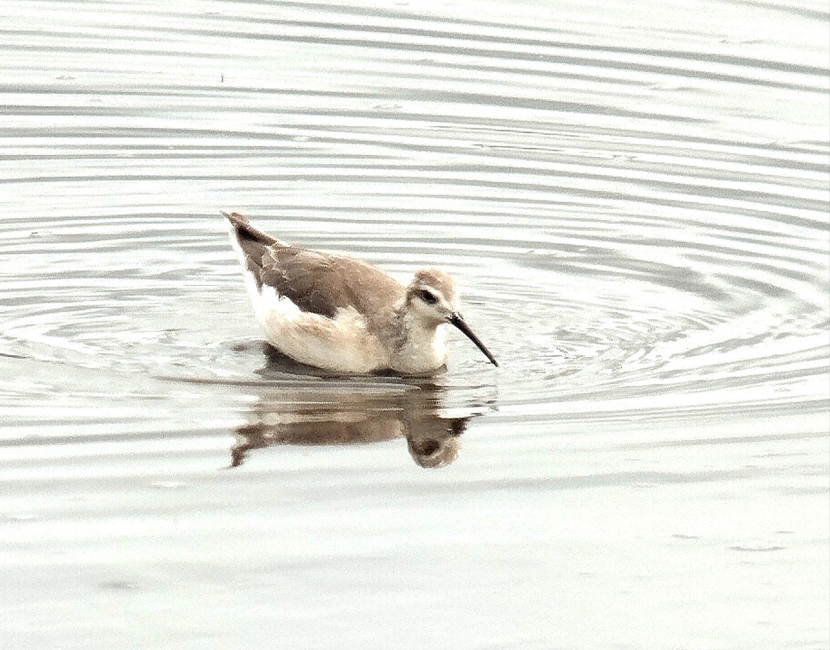 Wilson's Phalarope - ML622592580