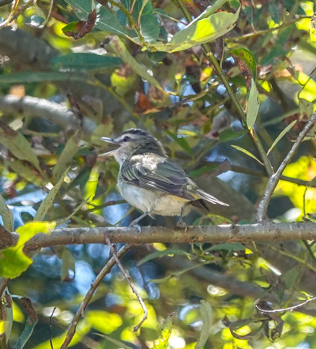 Red-eyed Vireo - ML622592595