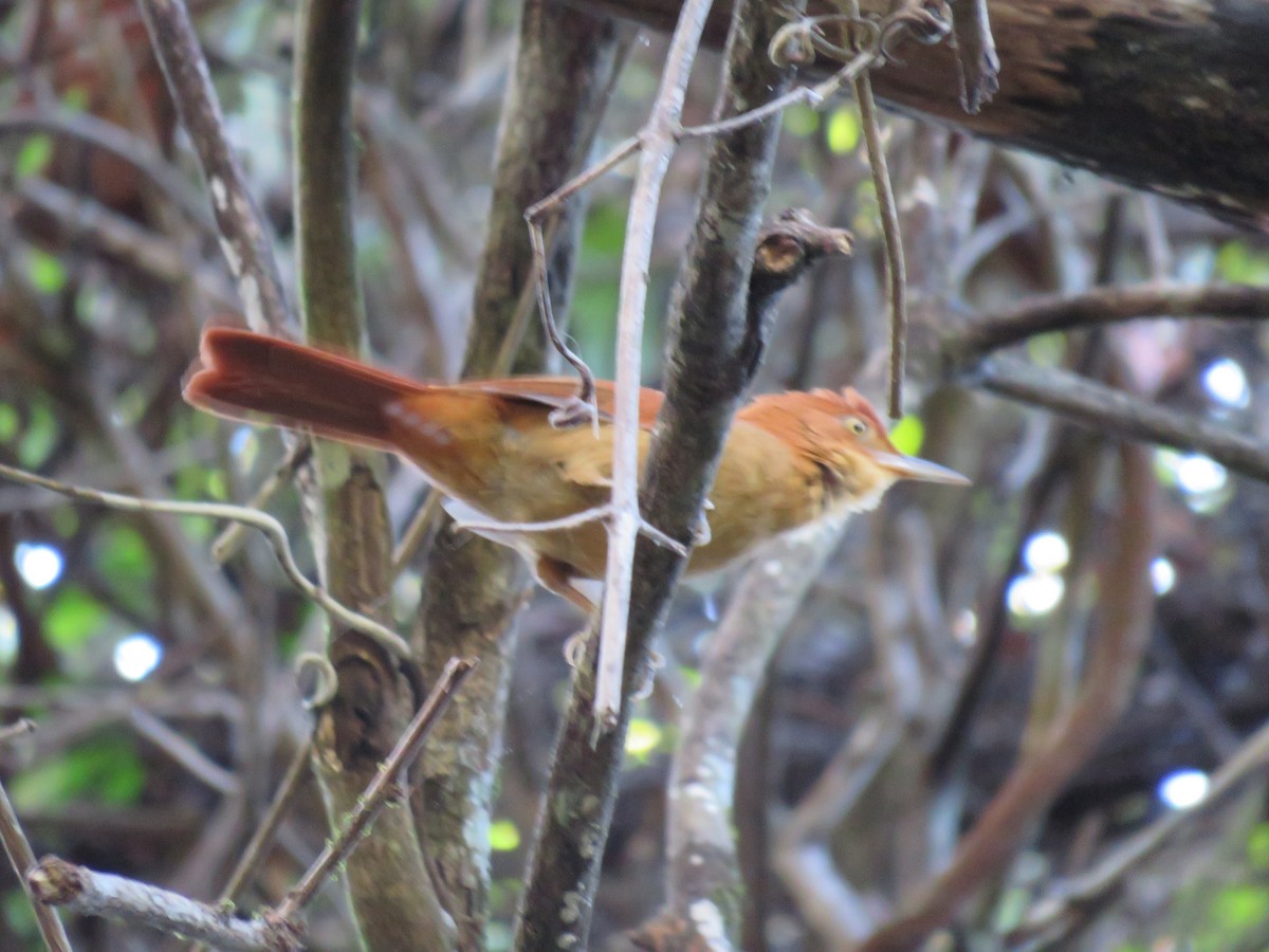 Chestnut-capped Foliage-gleaner - Sabrina Faggion