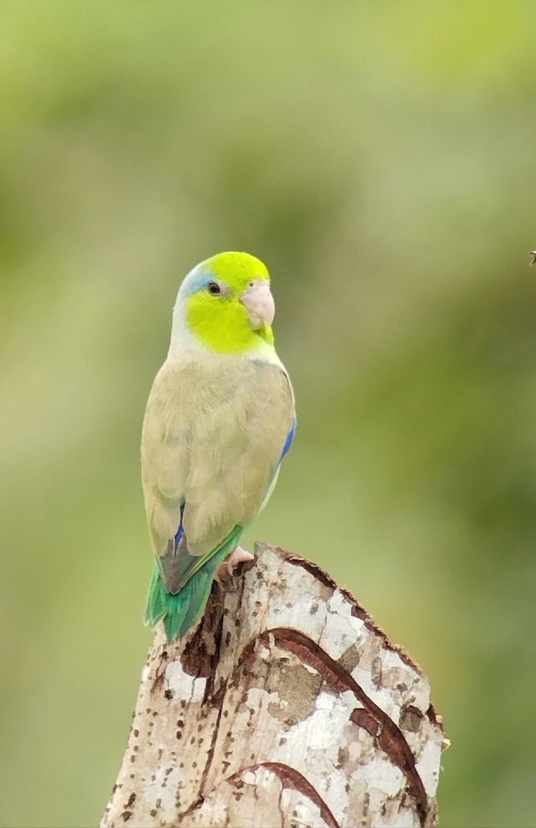 Pacific Parrotlet - ML622592616