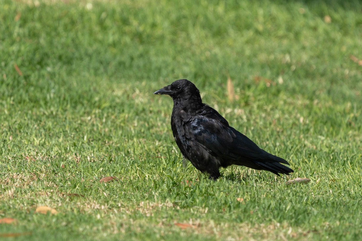 American Crow - ML622592704