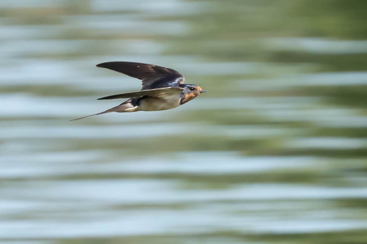 Barn Swallow - ML622592716