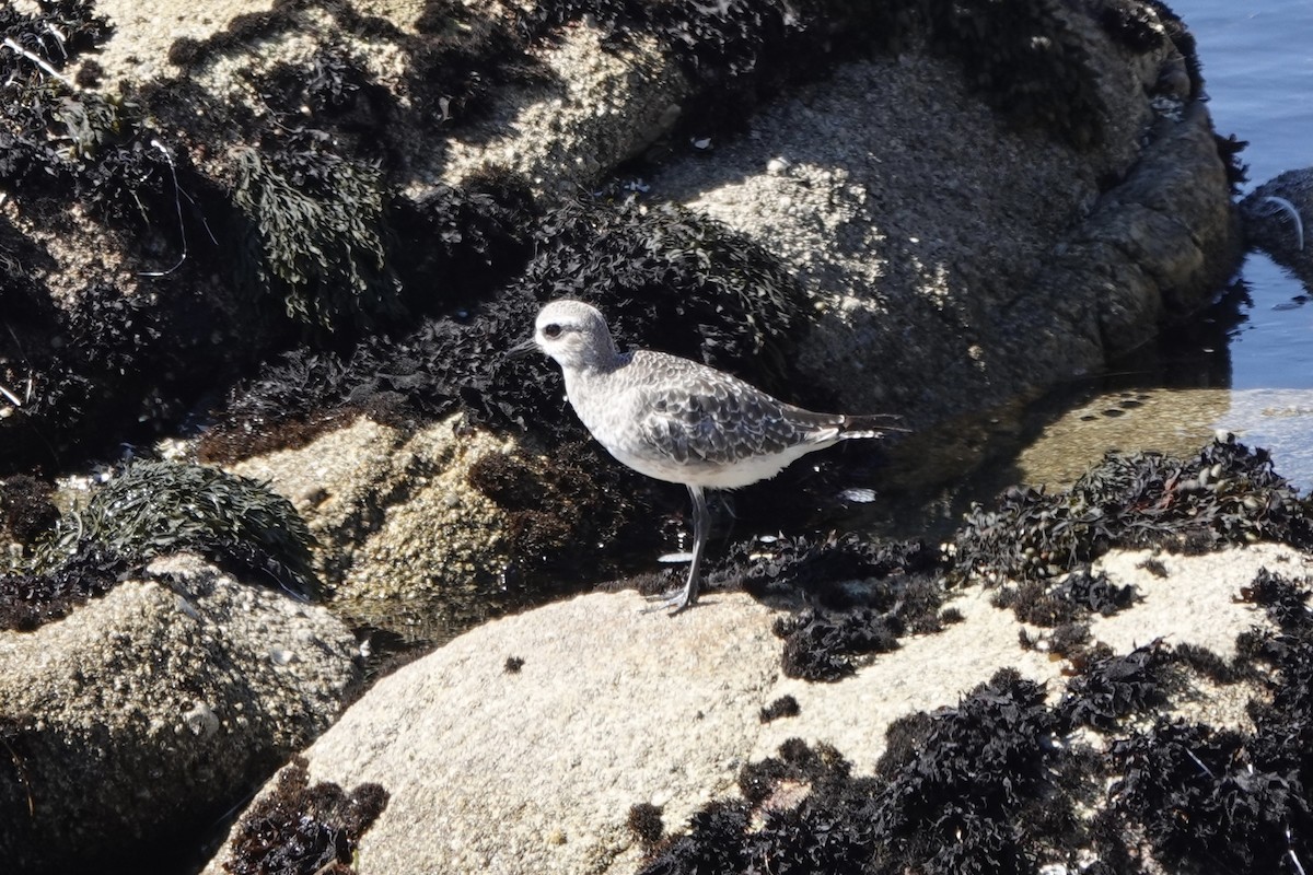 Black-bellied Plover - ML622592732