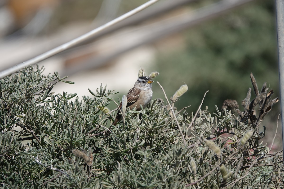 White-crowned Sparrow - ML622592740