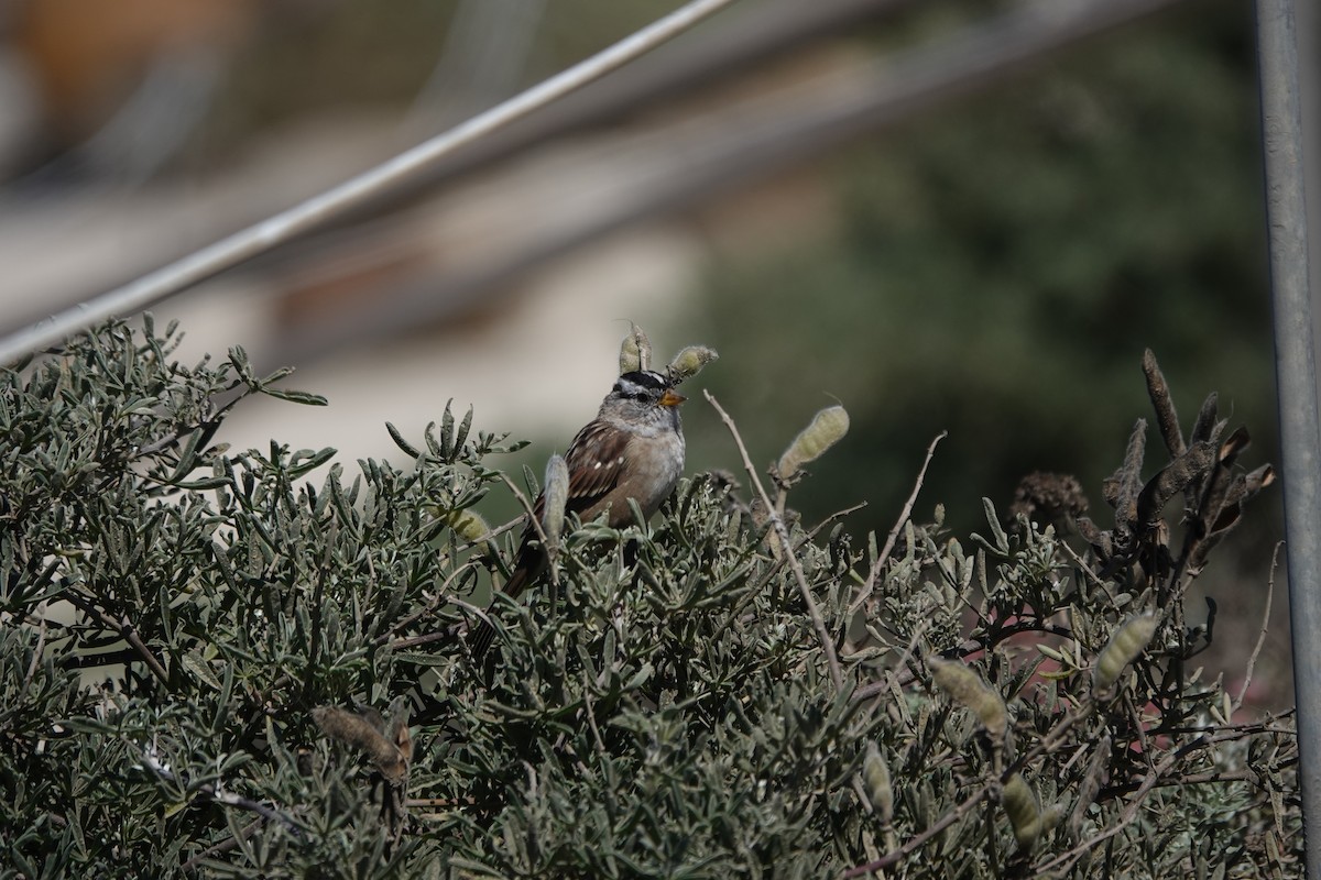 White-crowned Sparrow - ML622592741