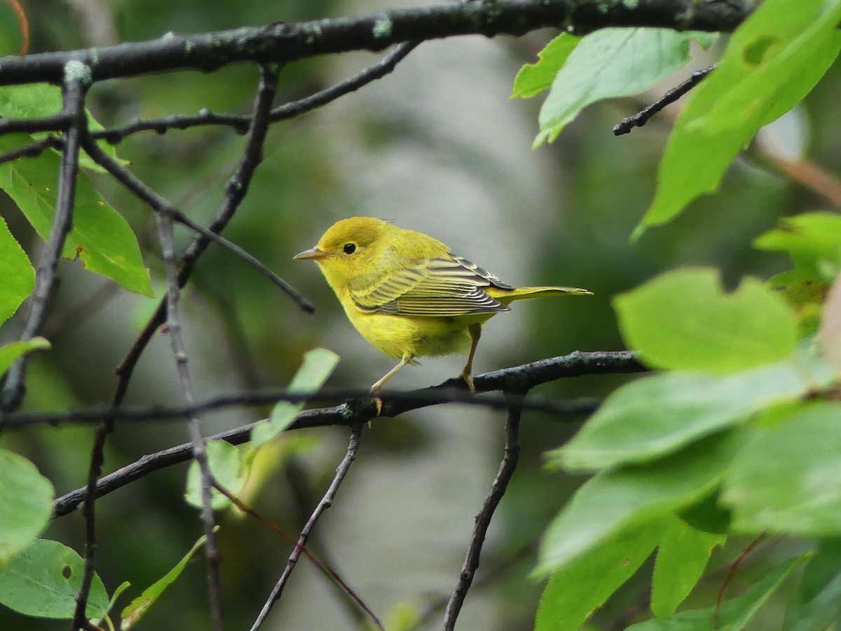 Yellow Warbler - ML622592745