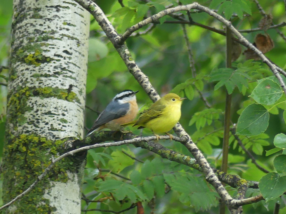 Red-breasted Nuthatch - ML622592760