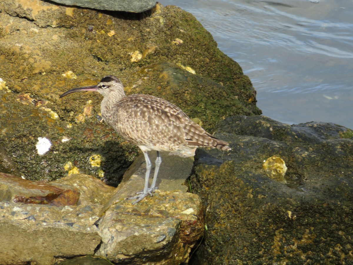 Whimbrel - ML622592761