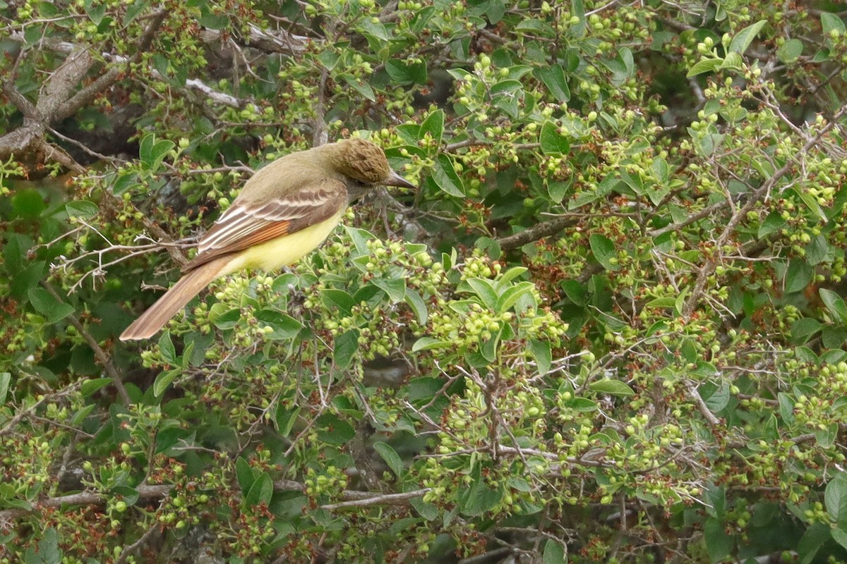 Great Crested Flycatcher - ML622592766