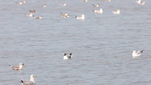 Laughing Gull - ML622592769