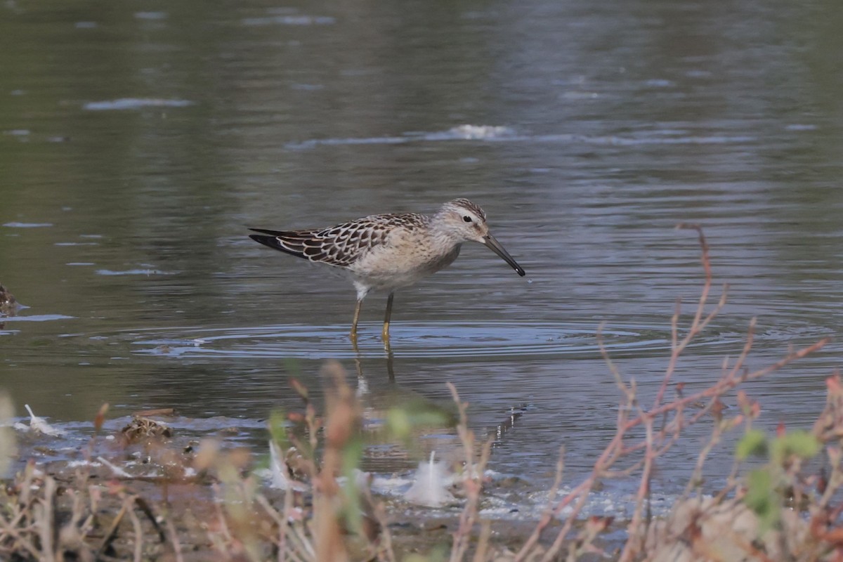 Stilt Sandpiper - Charlie Kaars