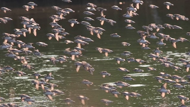 Semipalmated Sandpiper - ML622592796