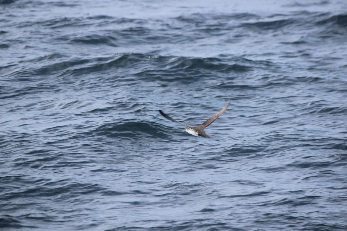 Black-vented Shearwater - ML622592797