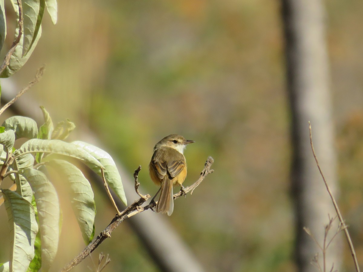 Rufous-sided Scrub-Tyrant - ML622592803