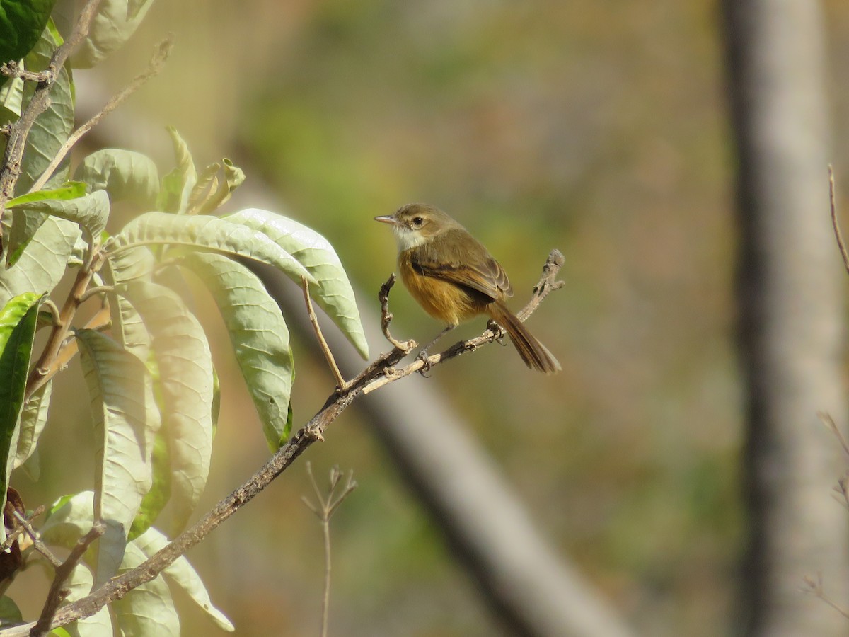 Rufous-sided Scrub-Tyrant - ML622592804