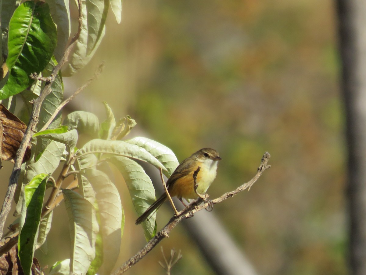 Rufous-sided Scrub-Tyrant - ML622592805