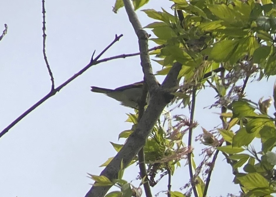 Golden-winged Warbler - Jason Bojczyk