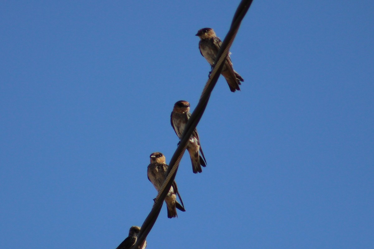 Cave Swallow (Texas) - ML622592841