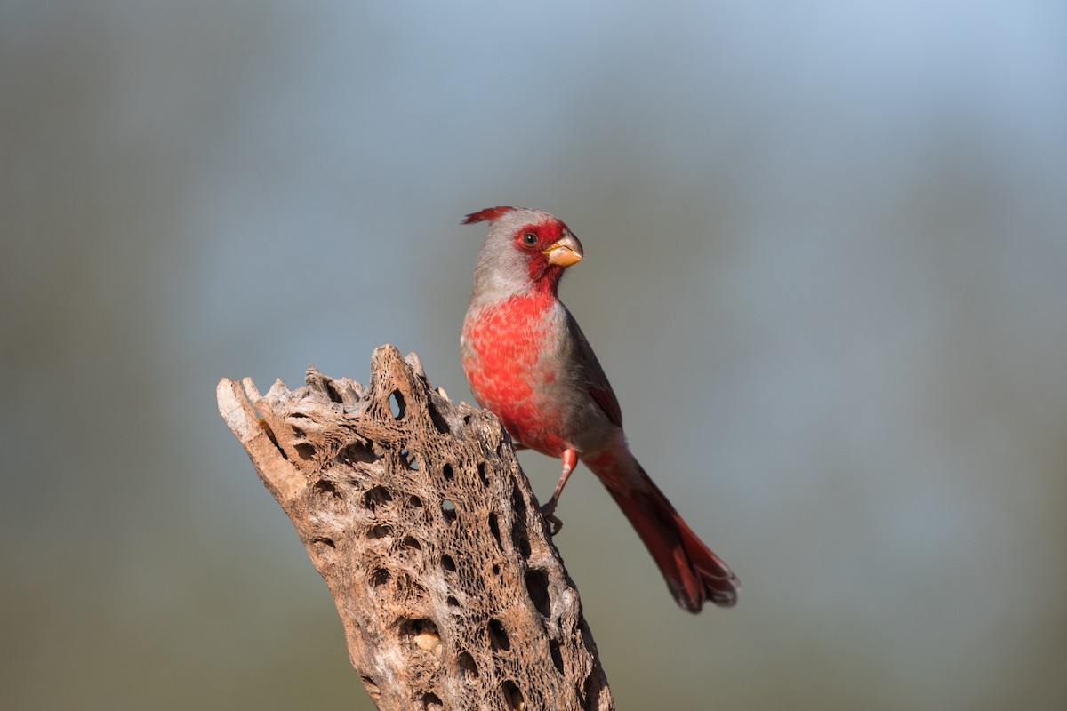 Pyrrhuloxia - Nancy Davis