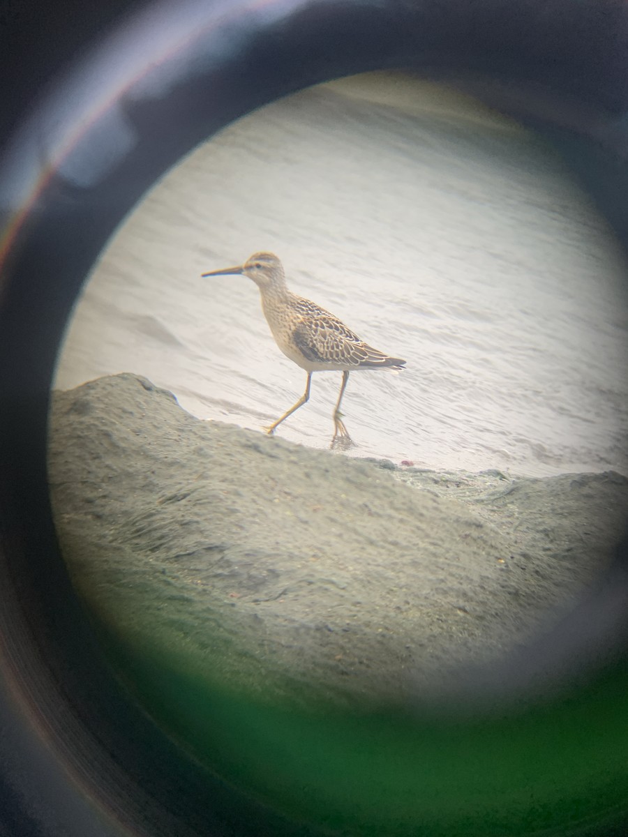 Stilt Sandpiper - ML622592946