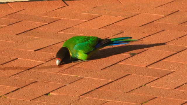コダイマキエインコ（zonarius） - ML622592958