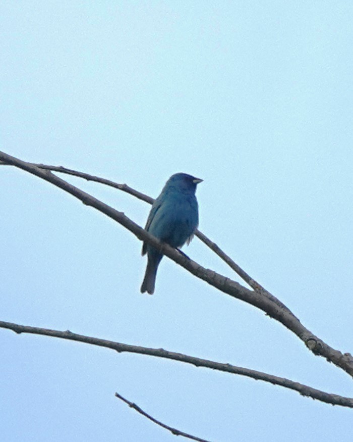 Indigo Bunting - ML622593002