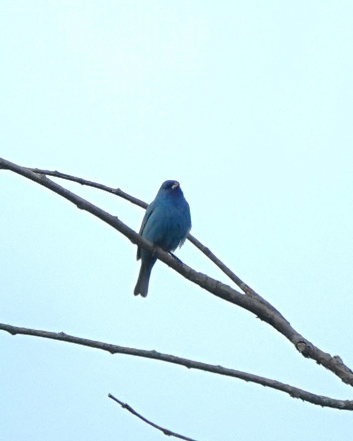 Indigo Bunting - ML622593004