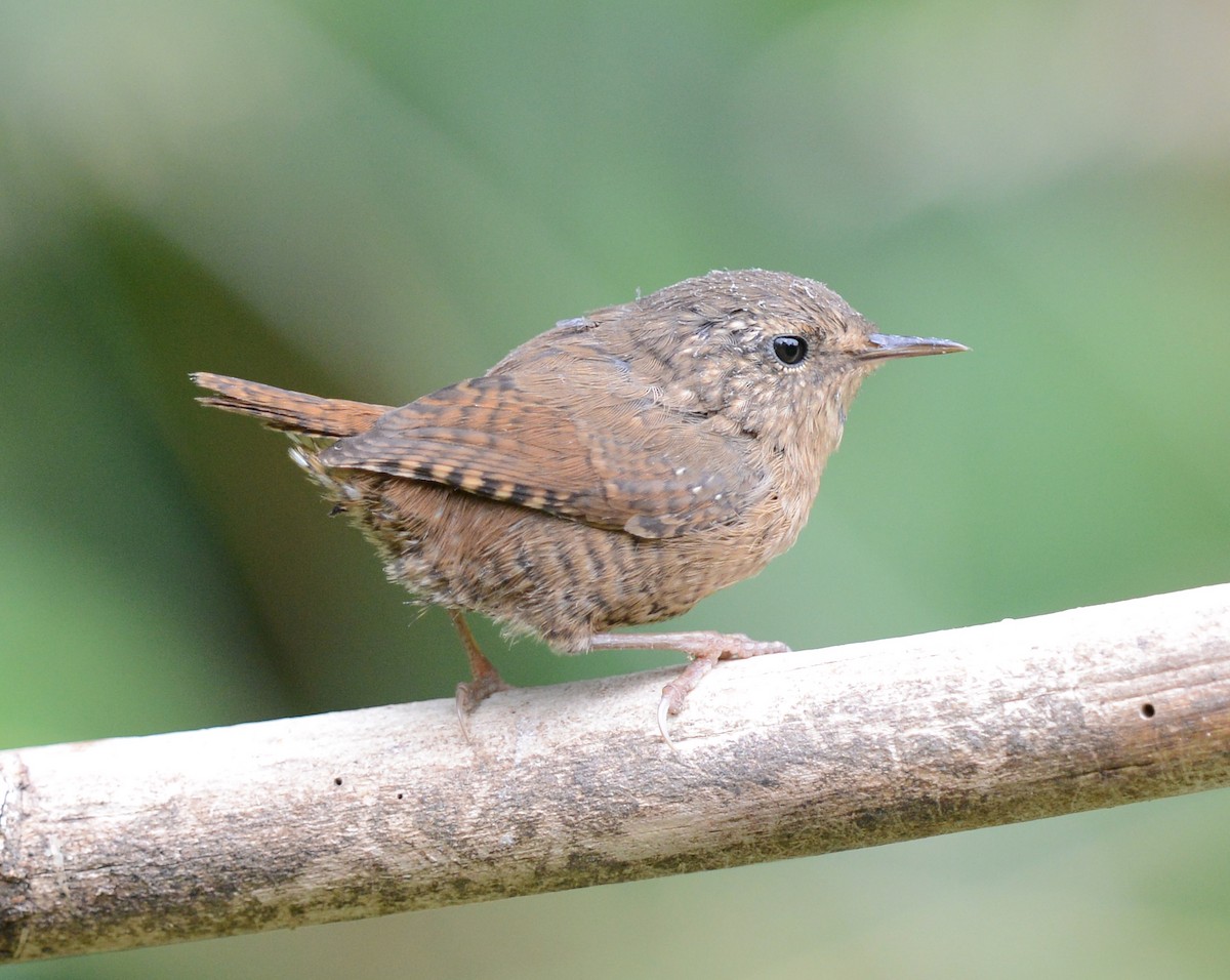 Pacific Wren - ML622593021