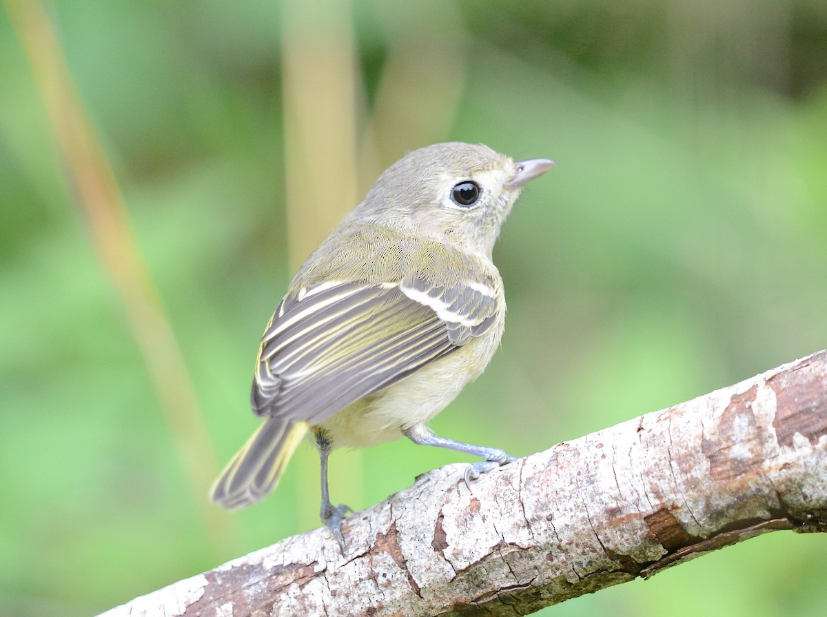 Hutton's Vireo - Vickie Anderson