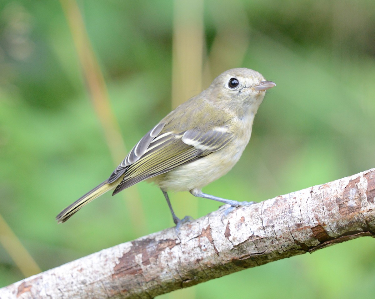 Hutton's Vireo - ML622593058