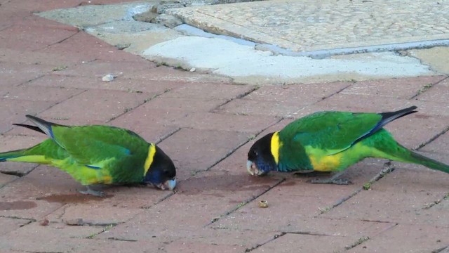 コダイマキエインコ（zonarius） - ML622593086