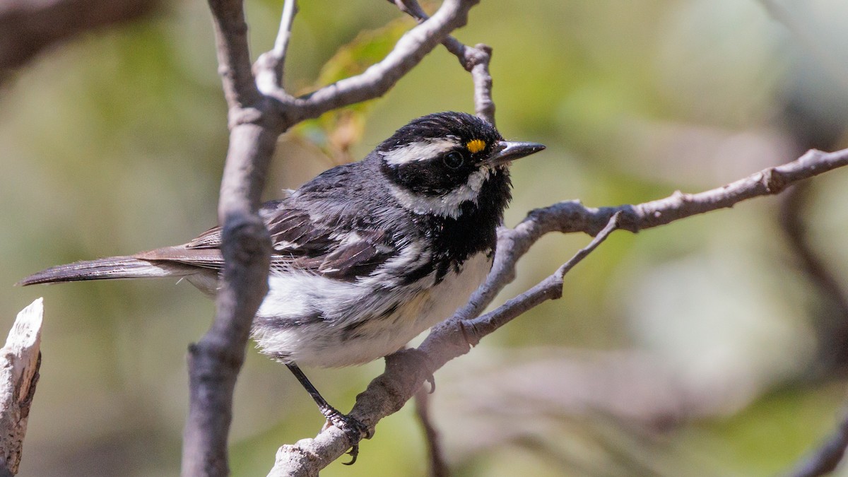 Black-throated Gray Warbler - ML622593267