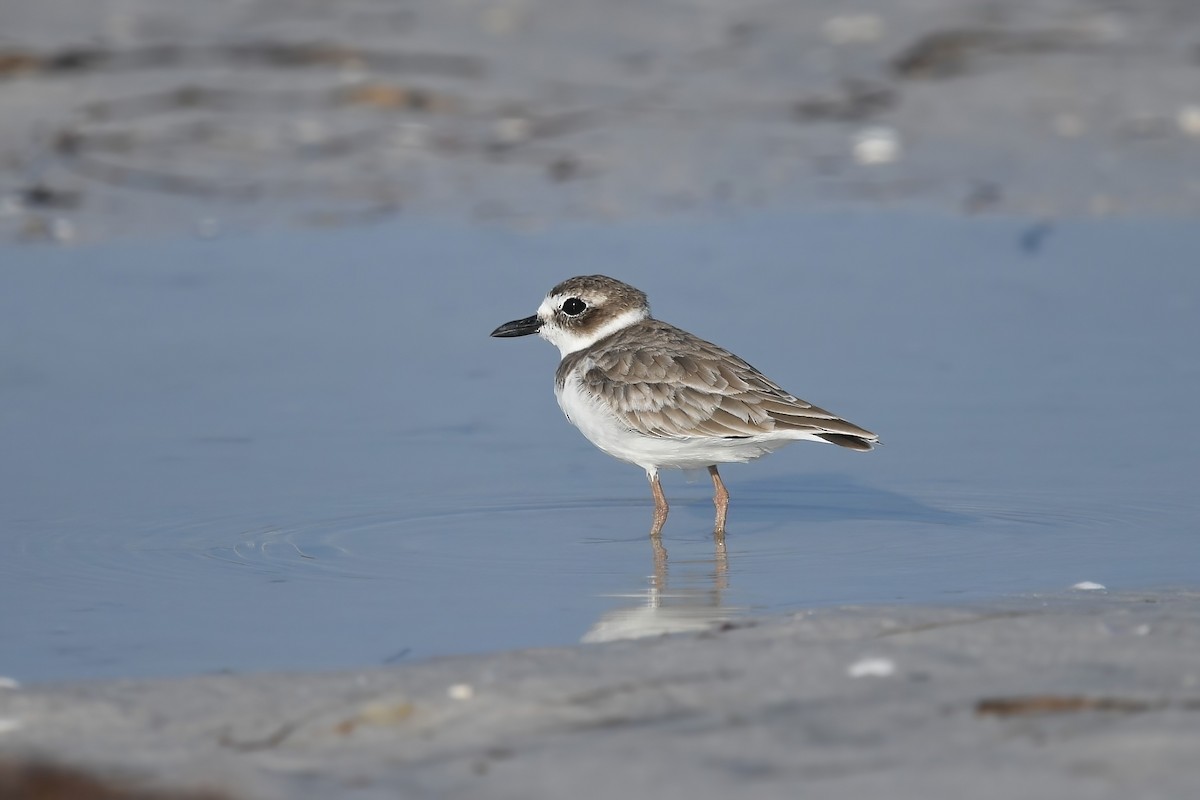 Wilson's Plover - ML622593333