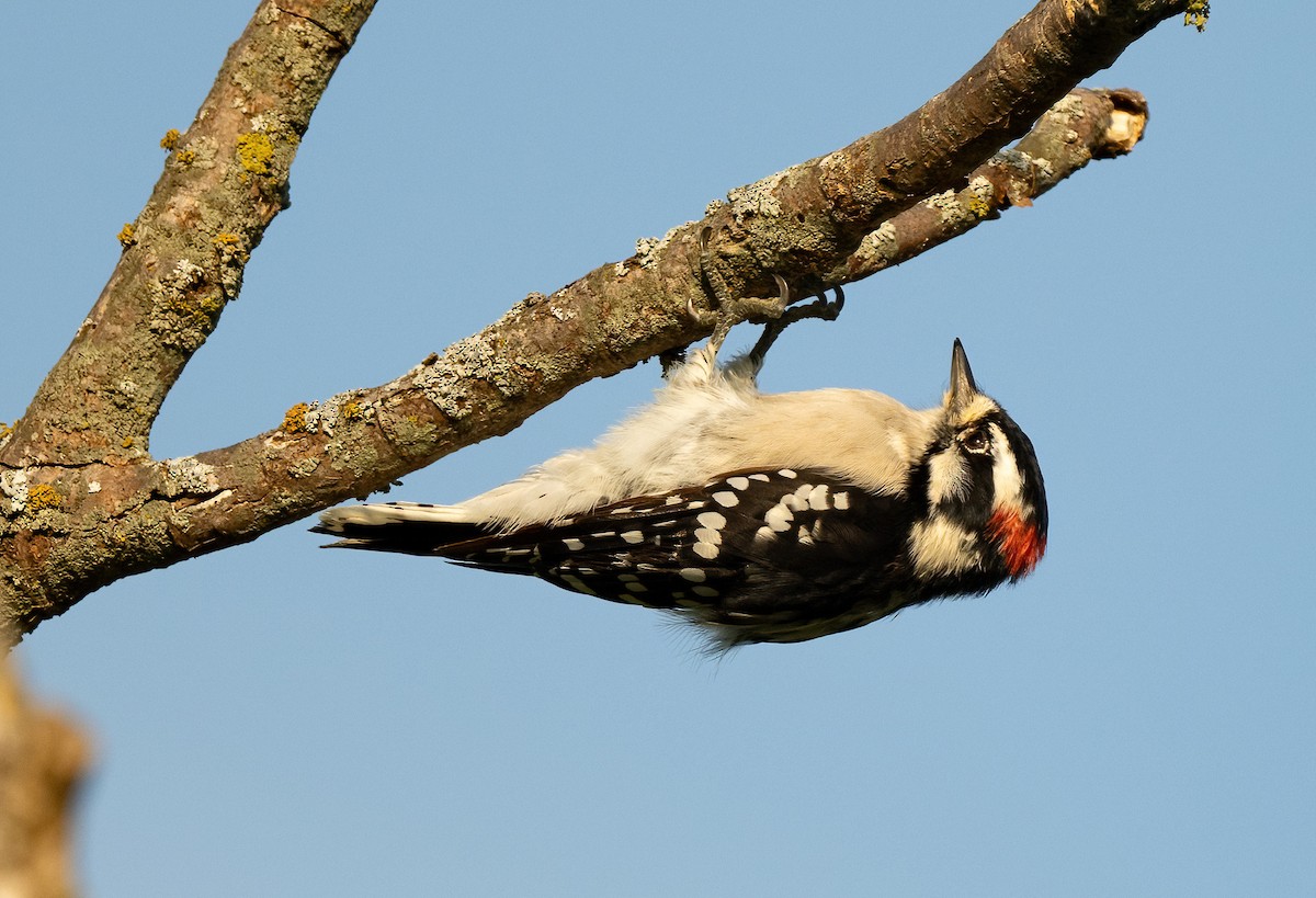 Downy Woodpecker - Linda Sullivan