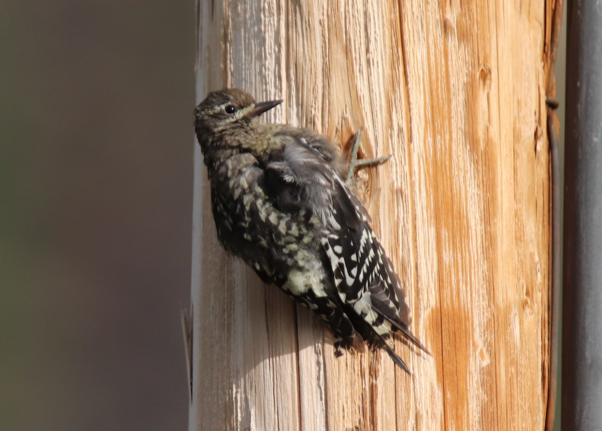 Red-naped Sapsucker - ML622593363