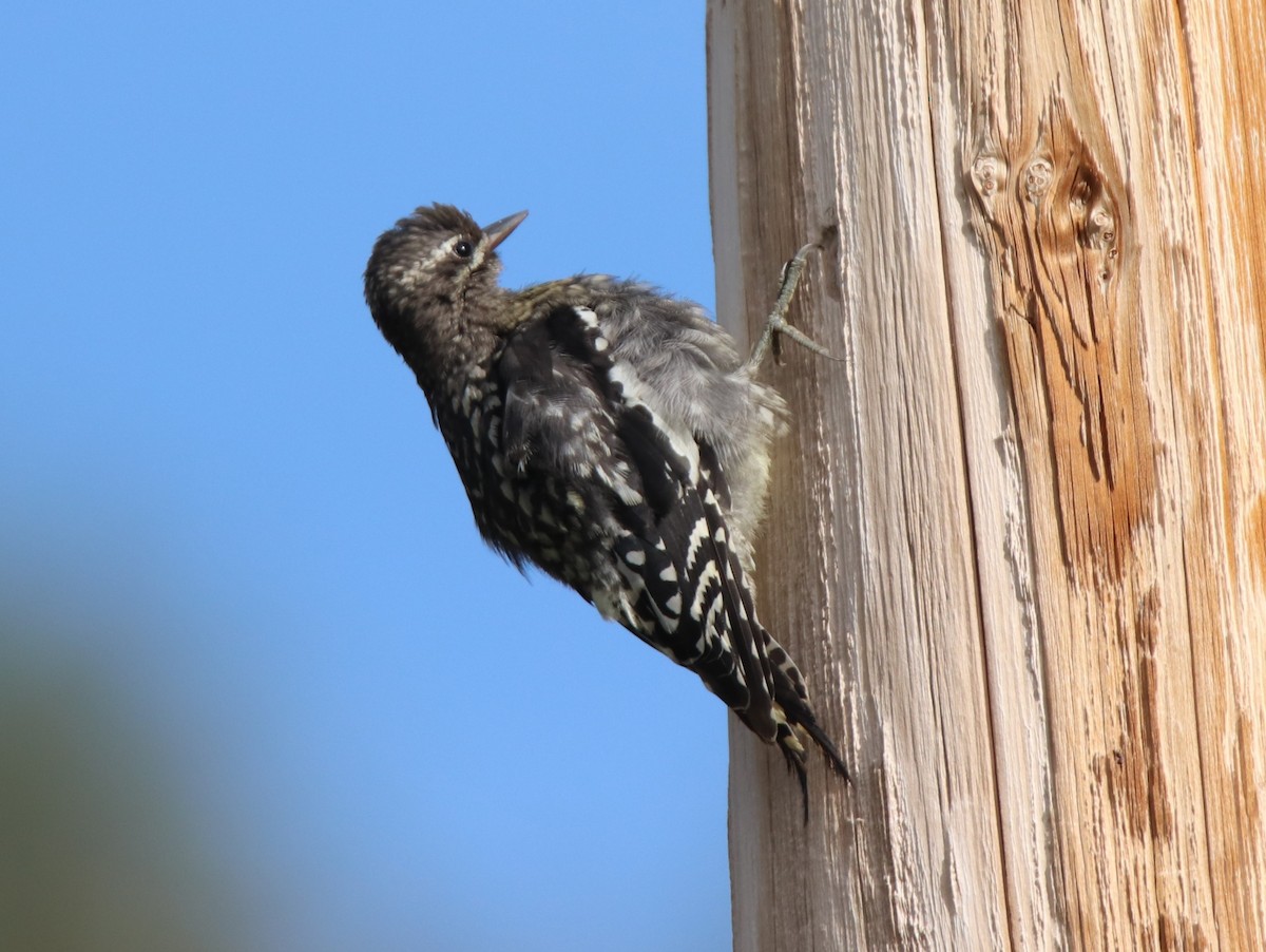 Red-naped Sapsucker - ML622593365