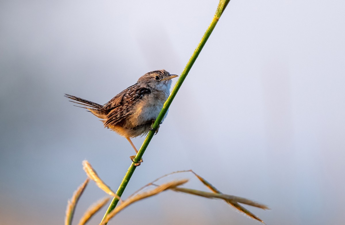 Sedge Wren - Linda Sullivan