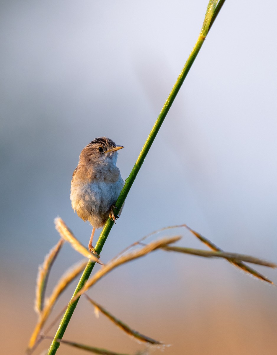 Sedge Wren - ML622593367