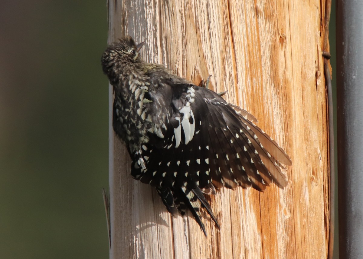 Red-naped Sapsucker - ML622593368