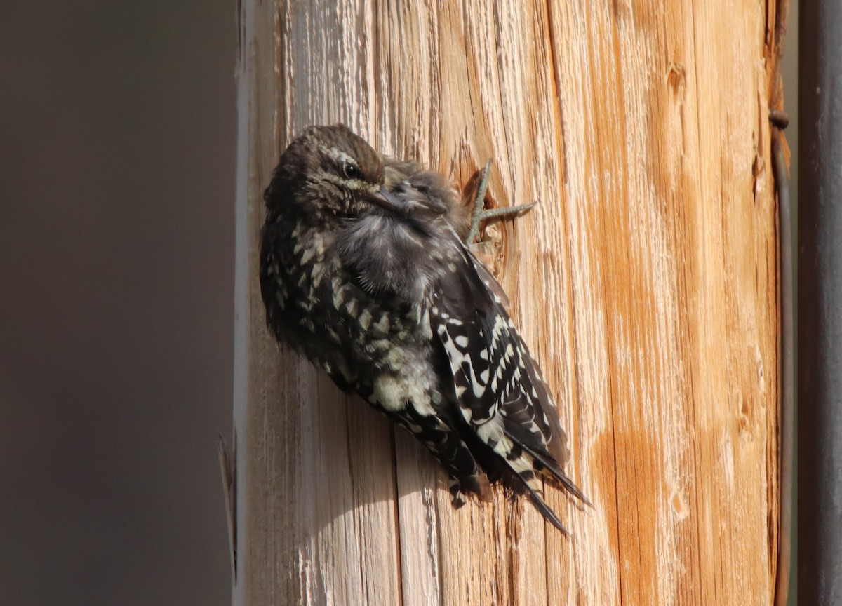 Red-naped Sapsucker - ML622593369