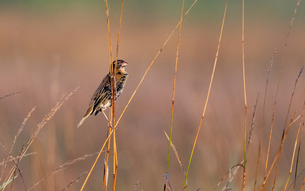 Bobolink - Linda Sullivan