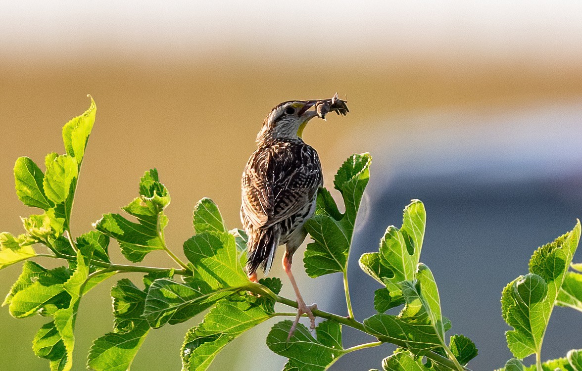 Eastern Meadowlark - ML622593378