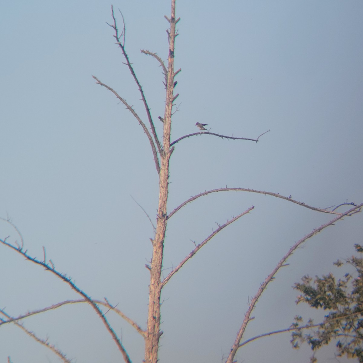 Olive-sided Flycatcher - ML622593434