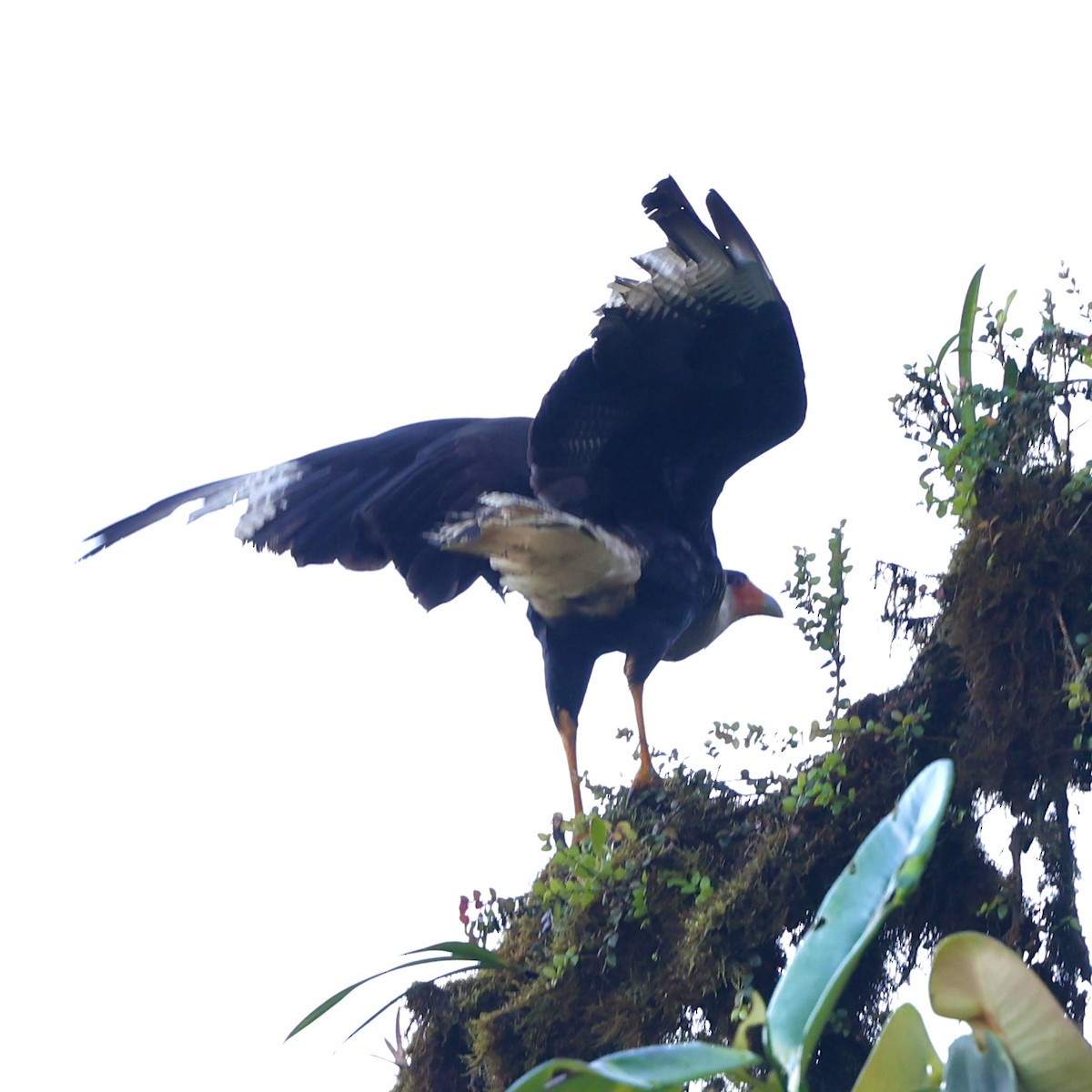 Crested Caracara (Northern) - ML622593438